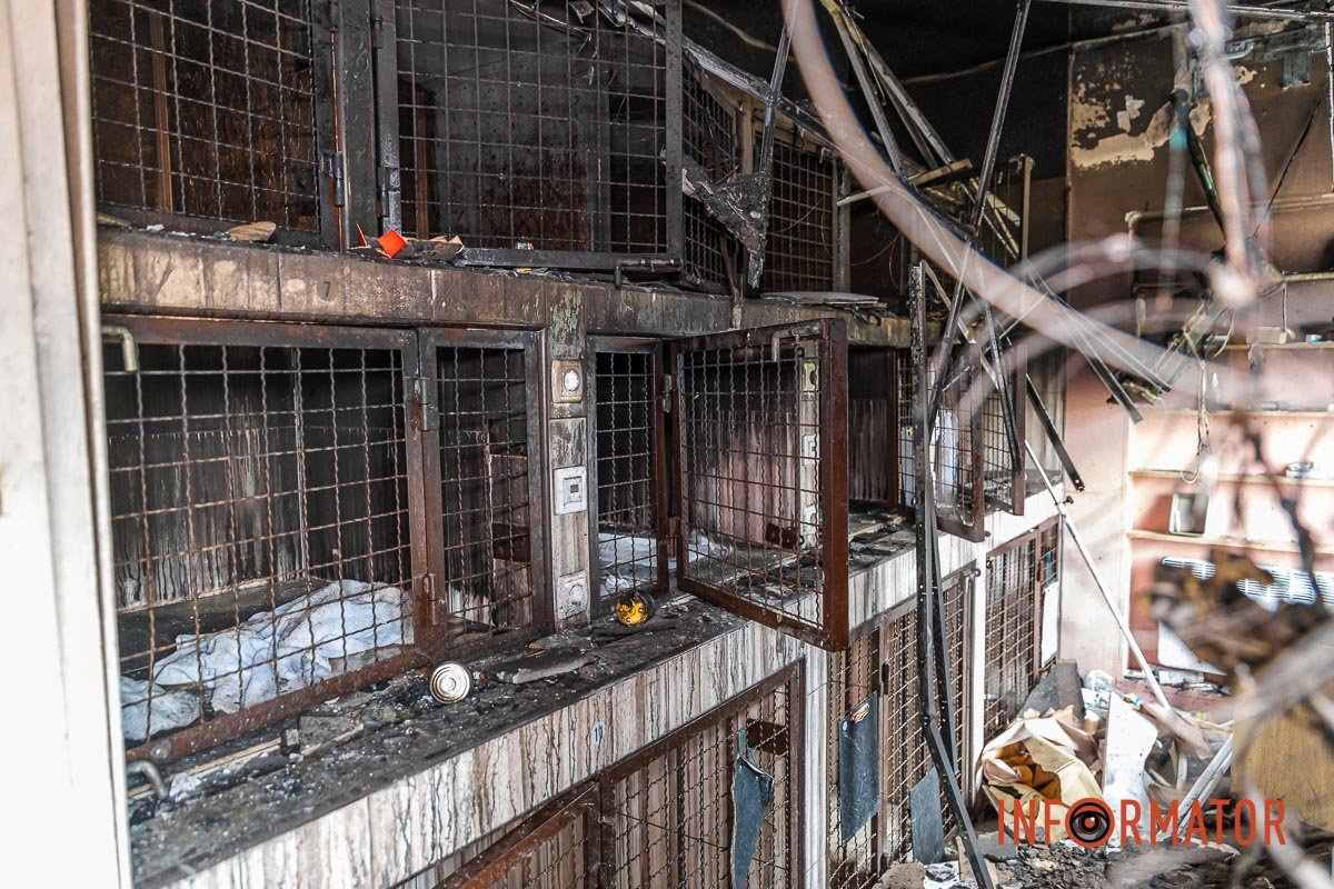 Клітки Клітки