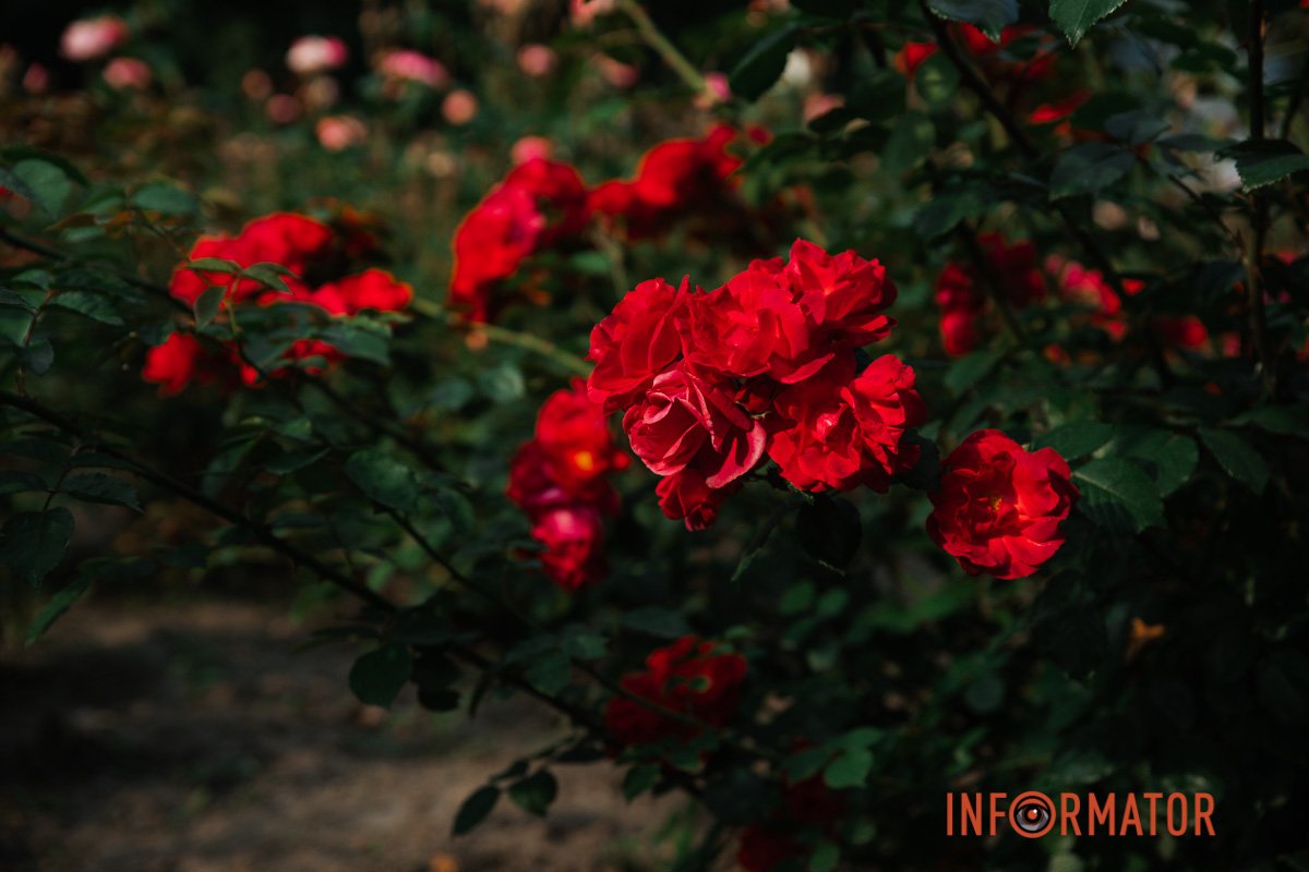 Гарно, правда?