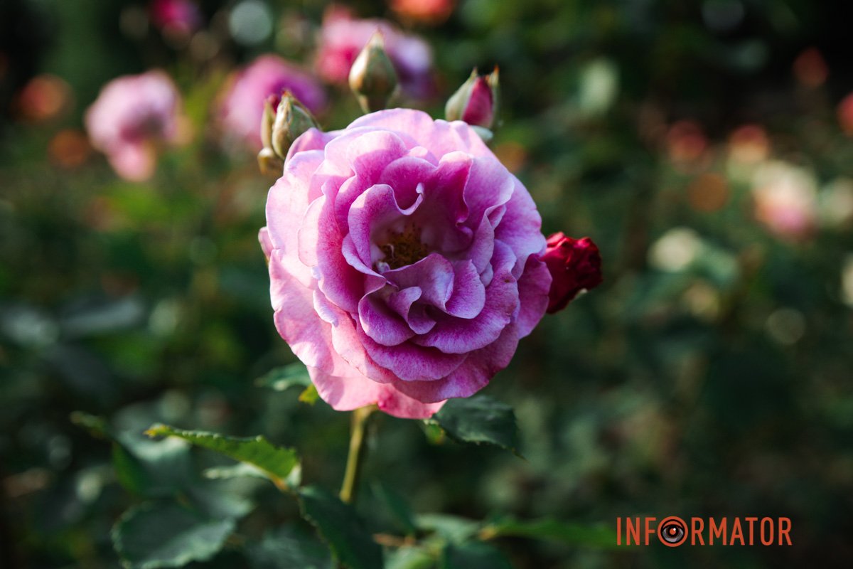 Осяйні сонцем