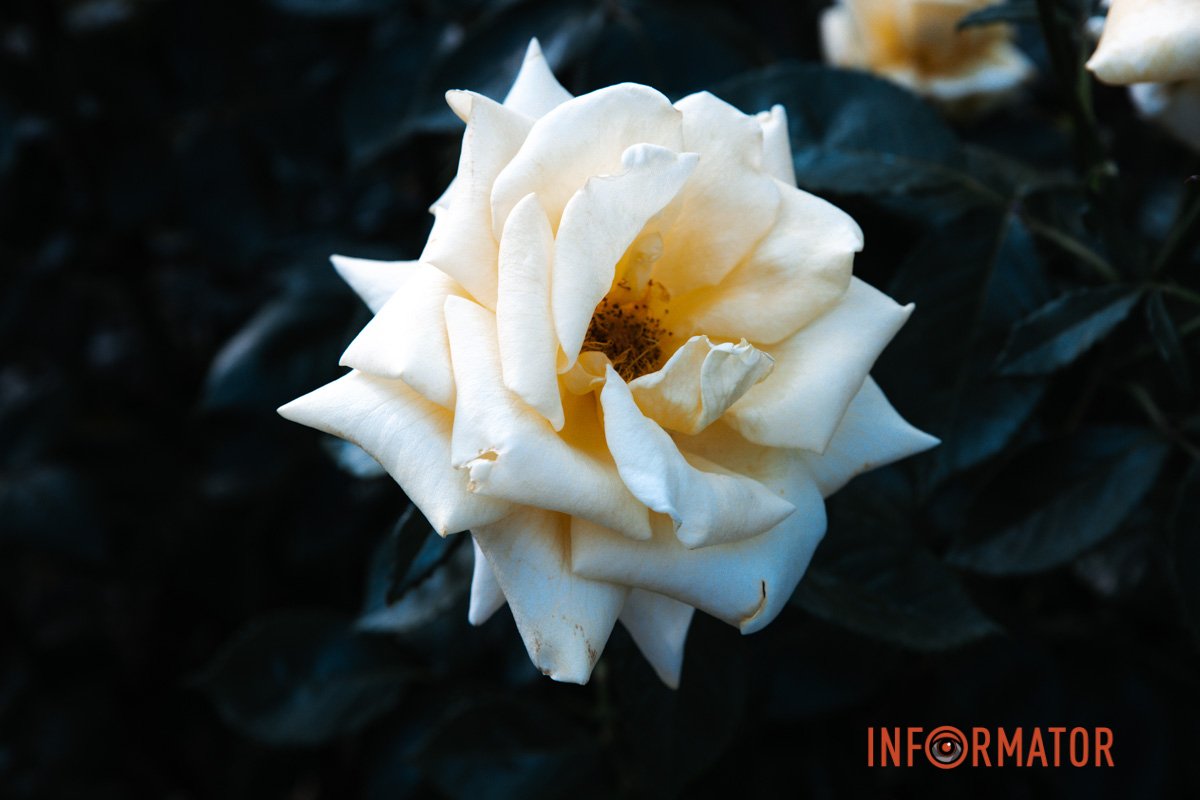 Завітайте у розарій