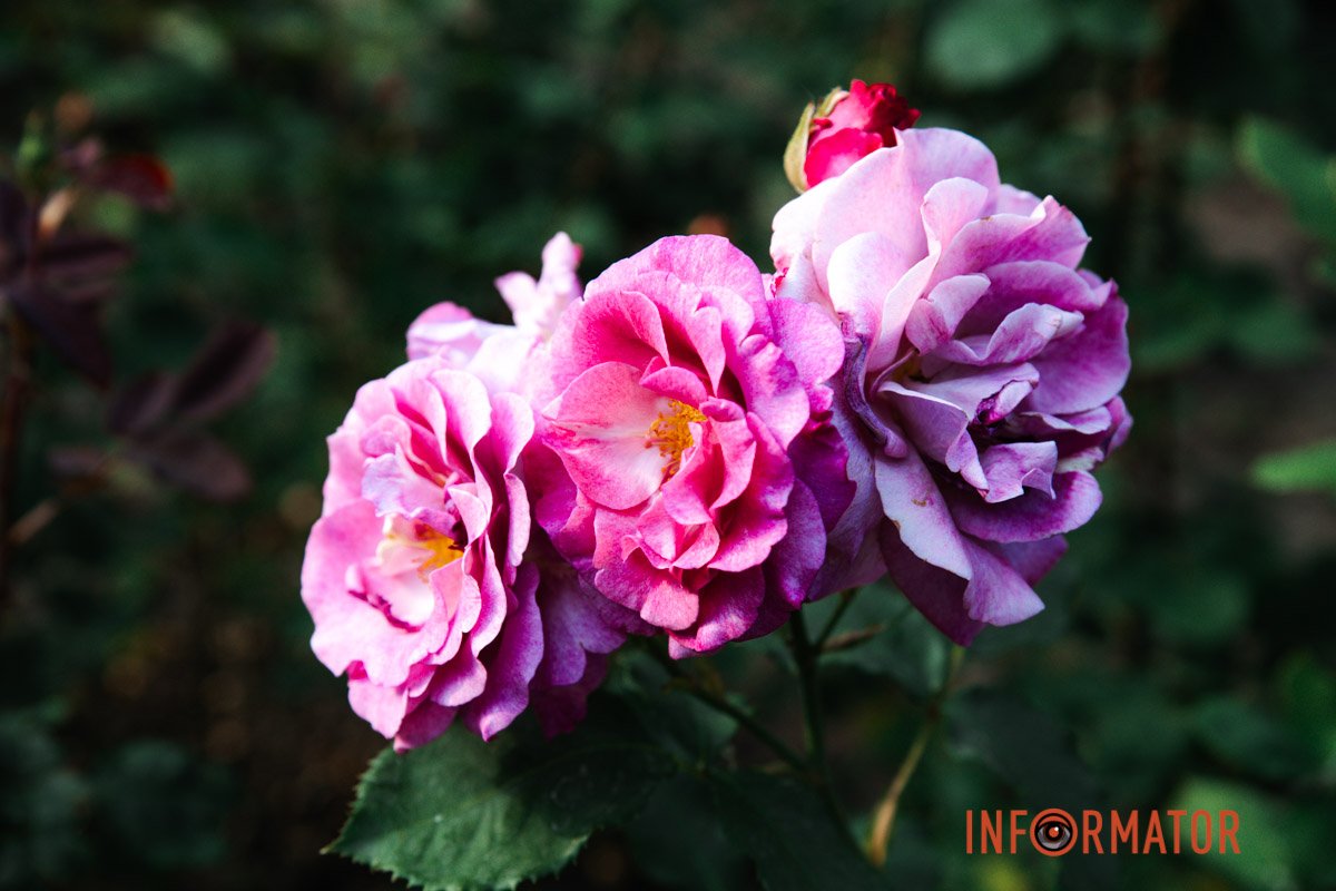 Ви знаєте, в кого найкращі кадри