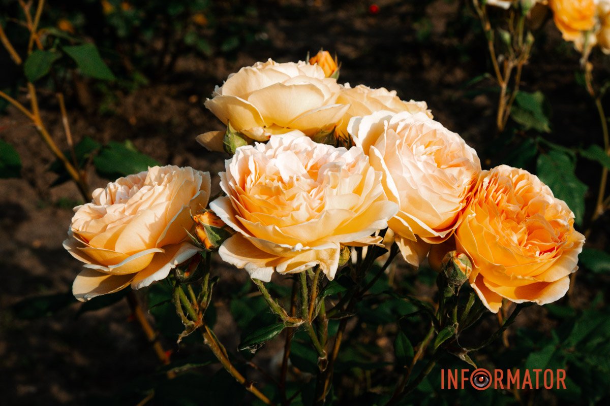 Тут ростуть кущі жовтих, біло-рожевих, червоних та помаранчевих троянд