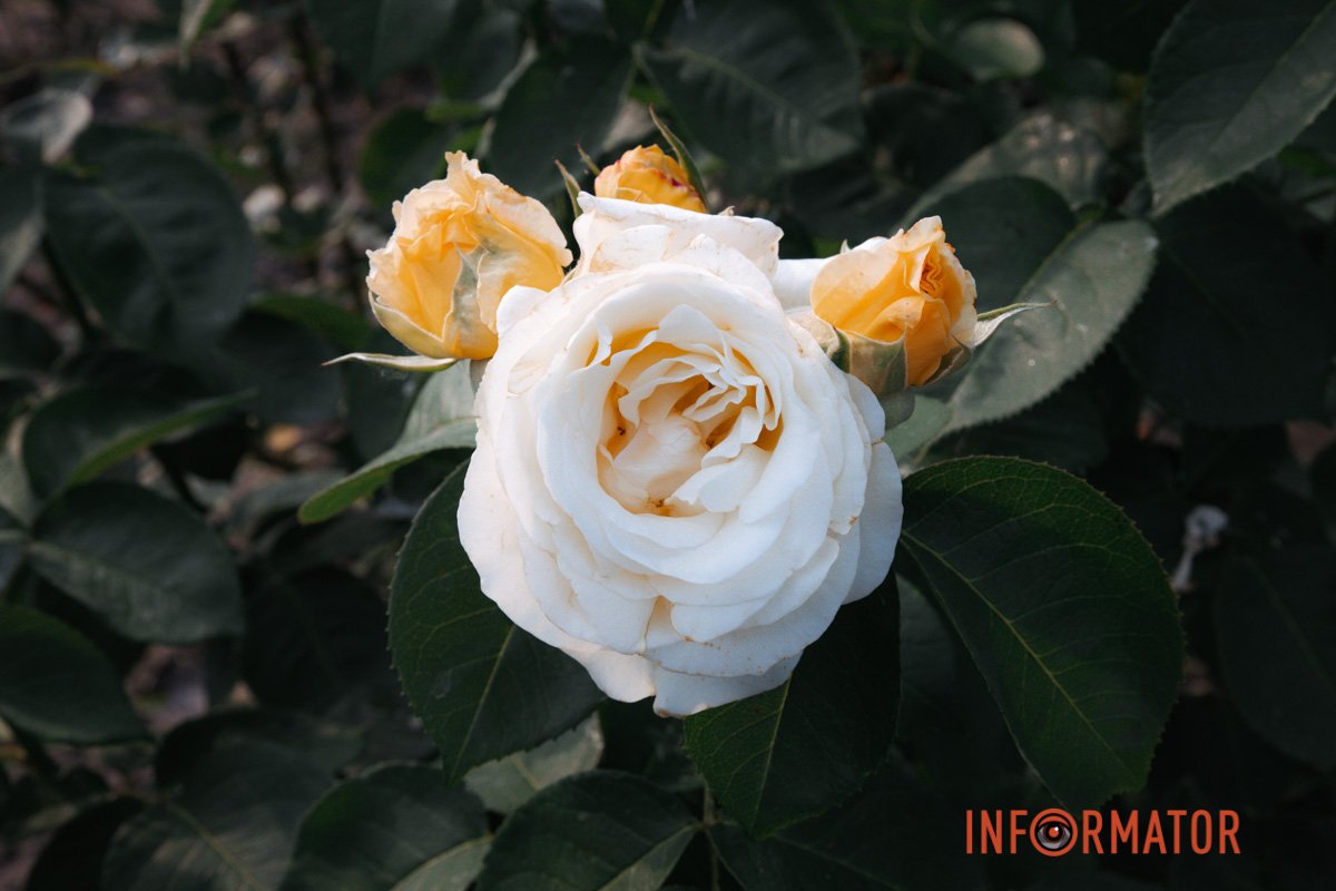 Приходьте робити селфі