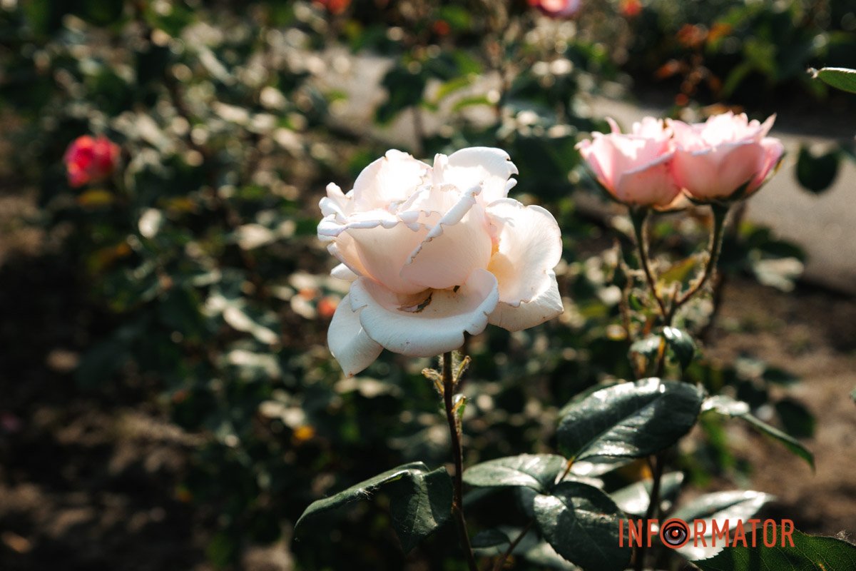 "Якщо ти любиш квітку, що є одна-єдина в світі і тільки на одній з мільйонів зірок, цього досить: дивишся на зорі і почуваєш себе щасливим"