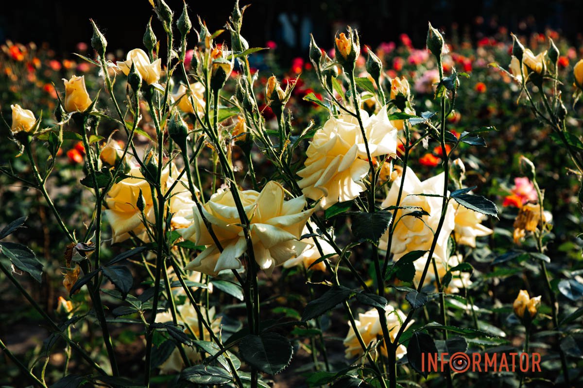 Наші оператори стараються для вас