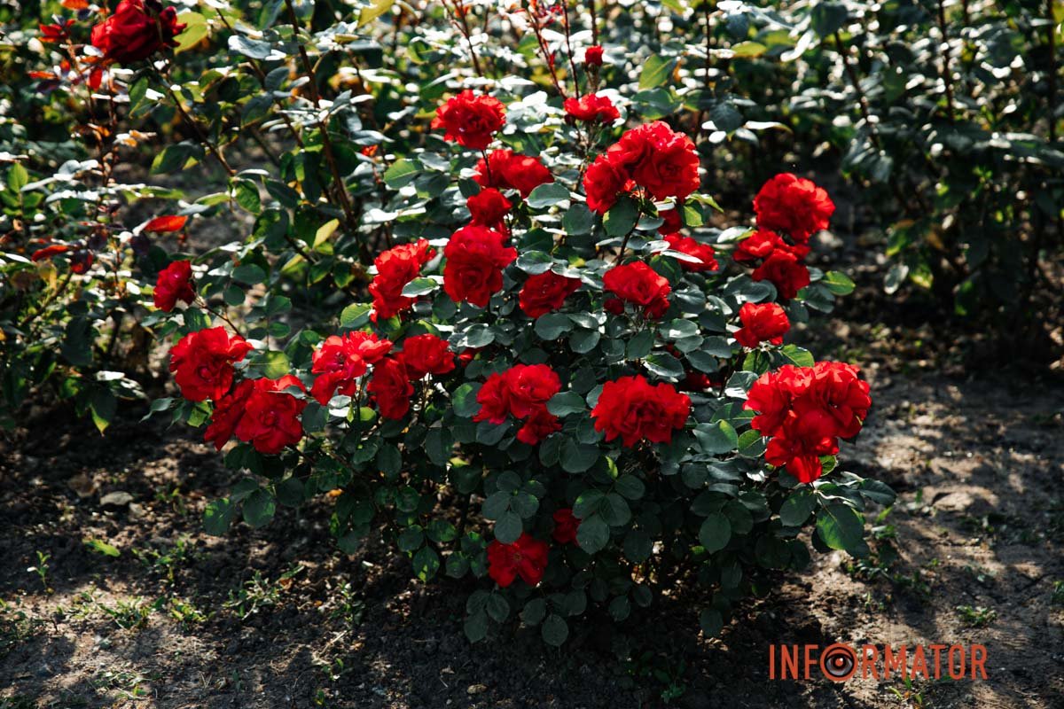 Очей не відвести