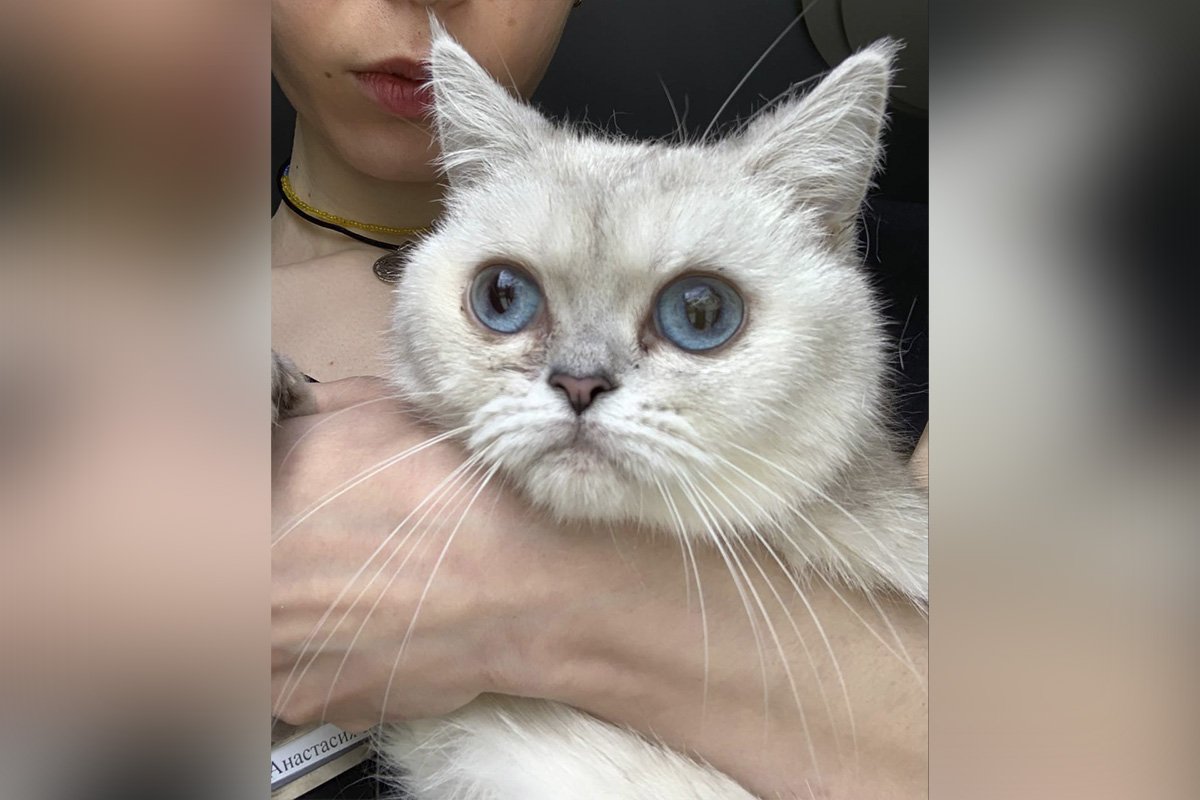 Кішка Панакота