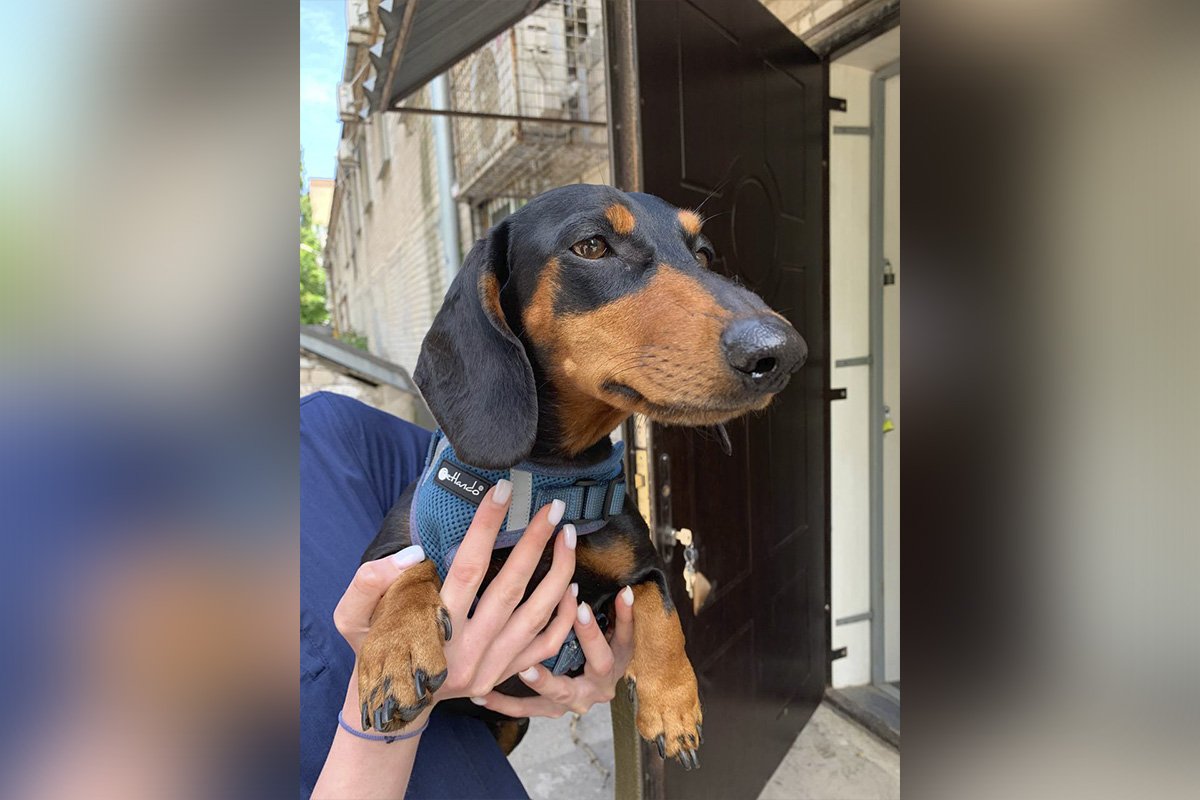 Такса Наомі