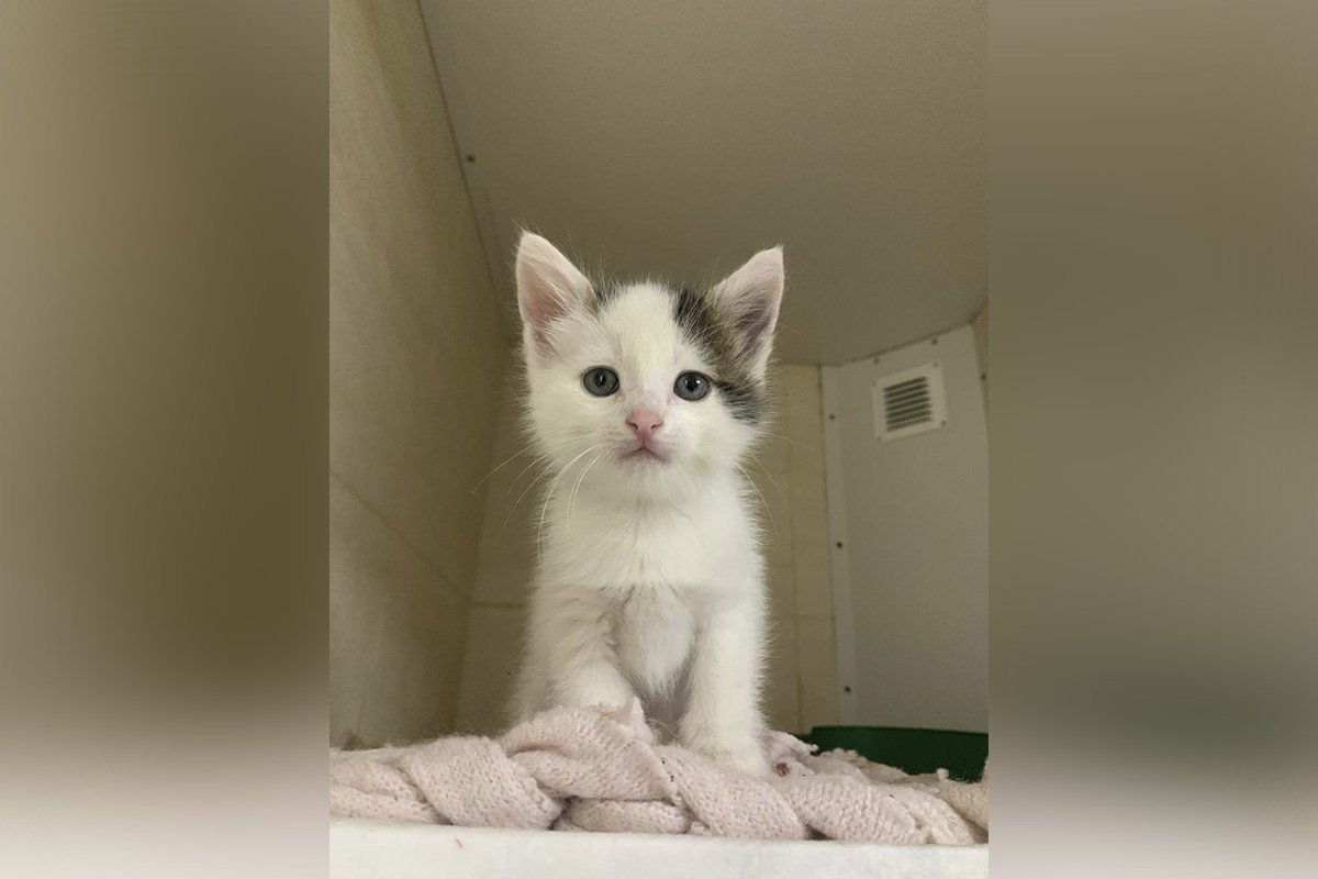 Кошеня Кріп