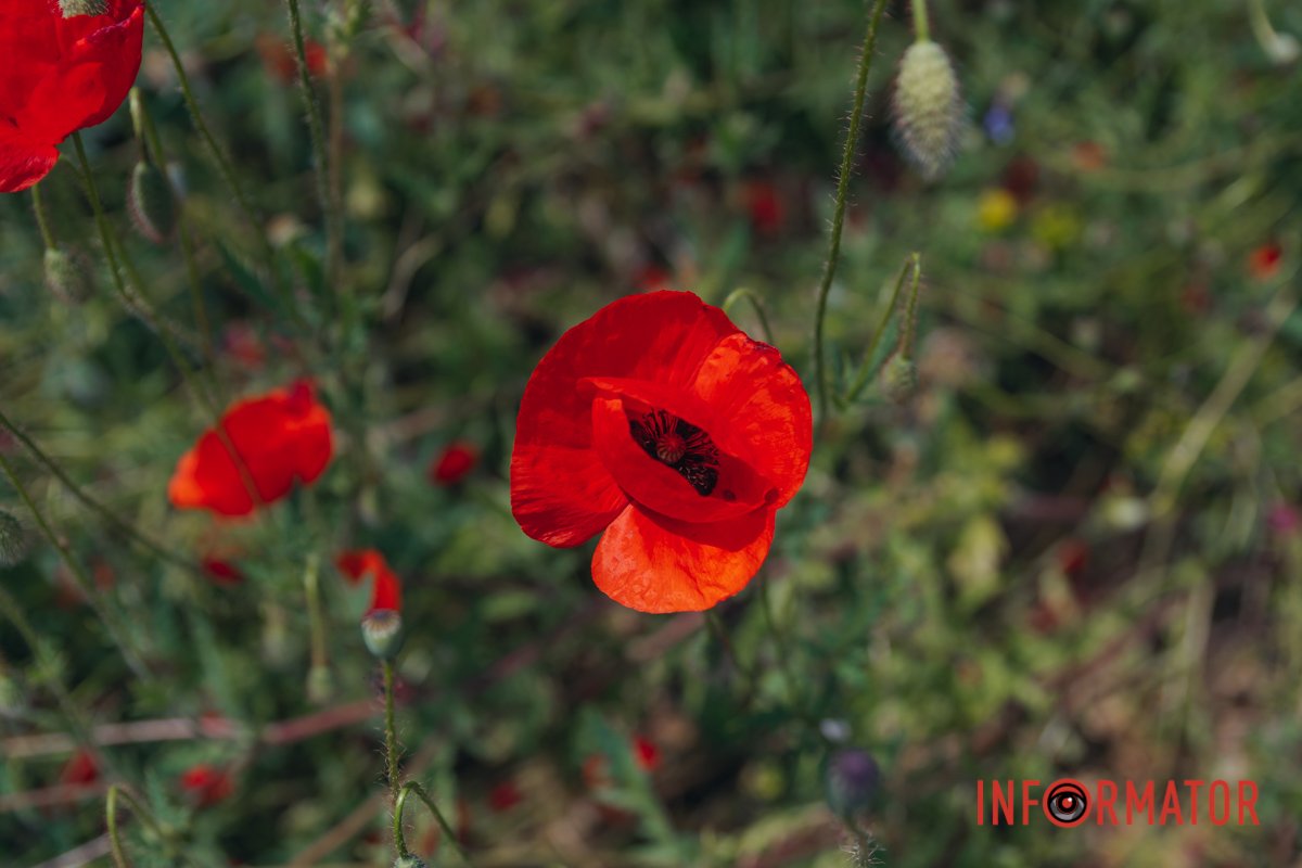 Ще не розкрилась