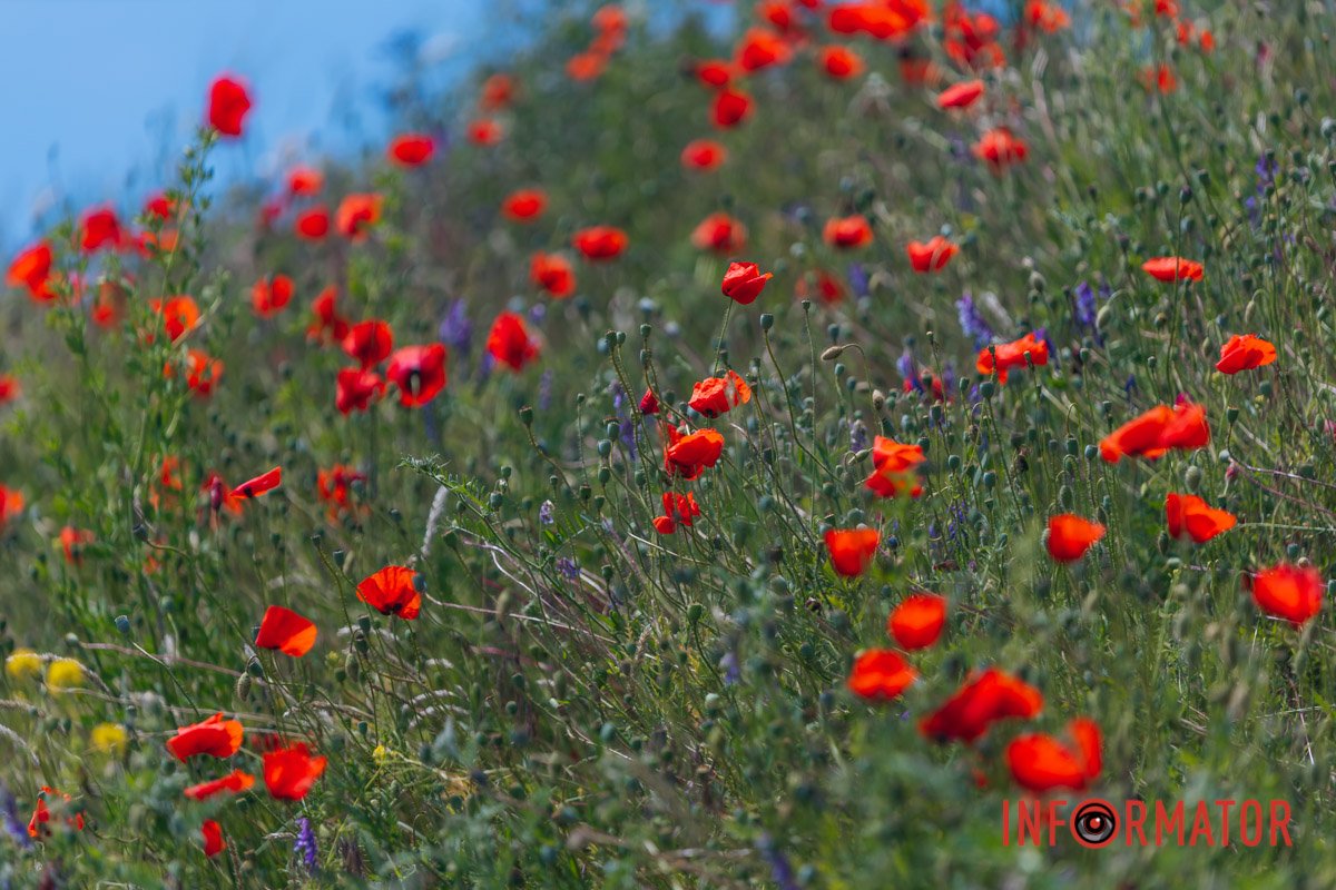 Їх тут дуже багато