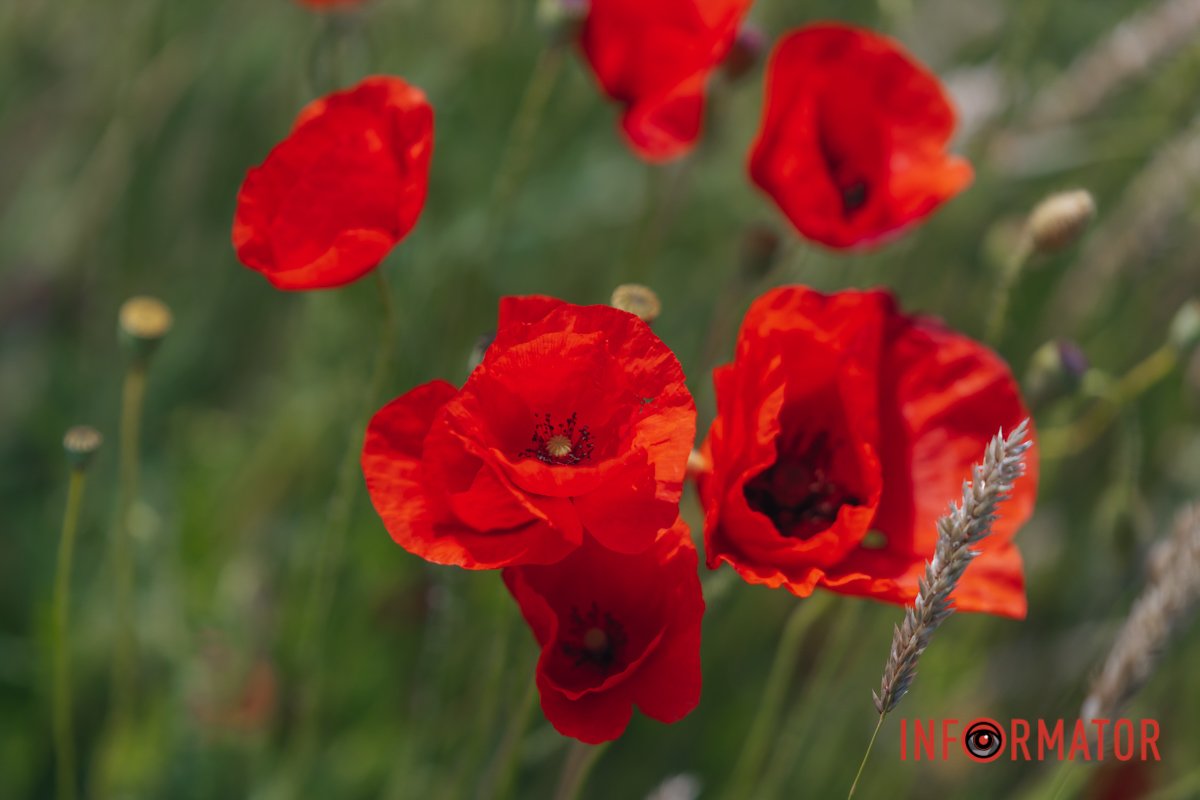 В Україні символ рослини маку особливе значення