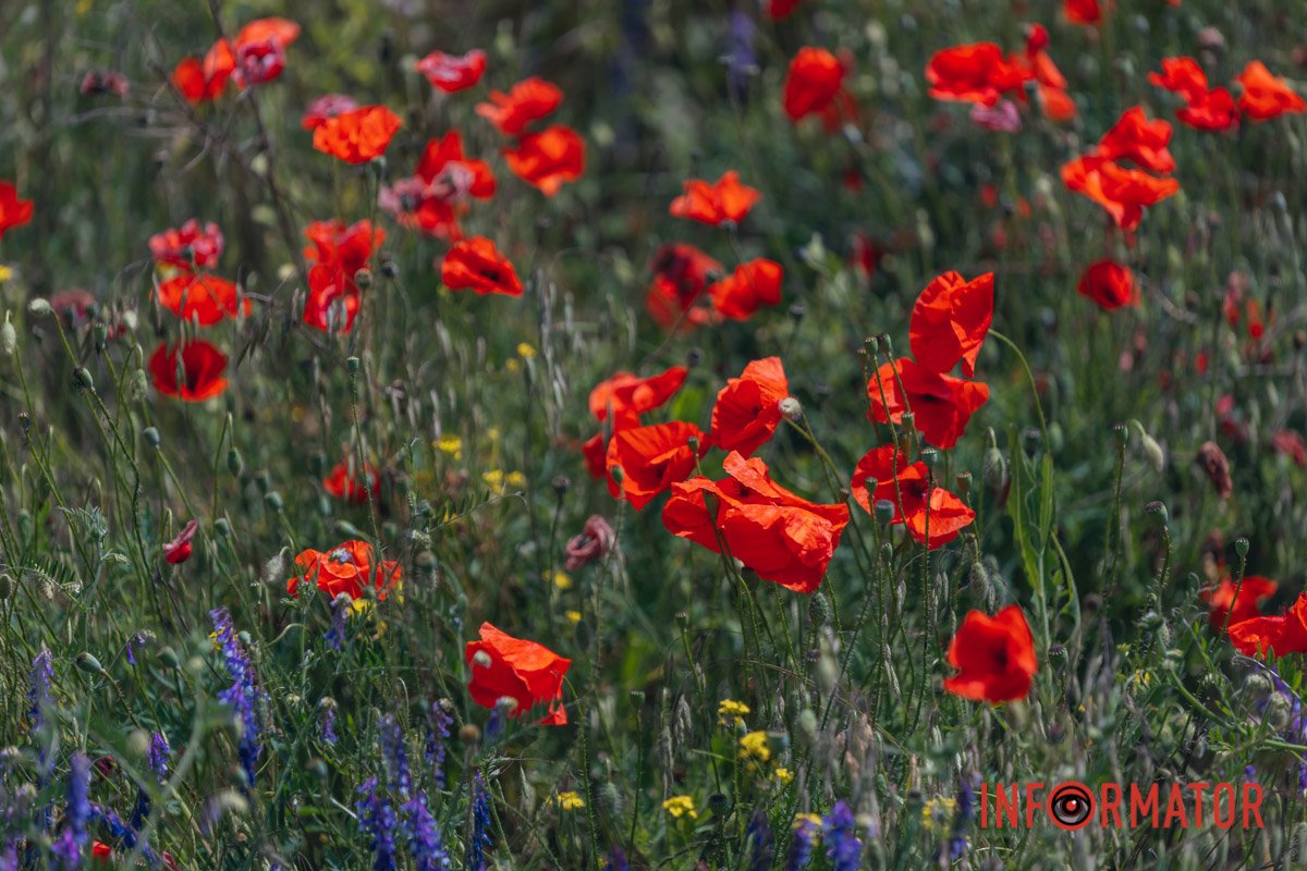 Поєднання кольорів