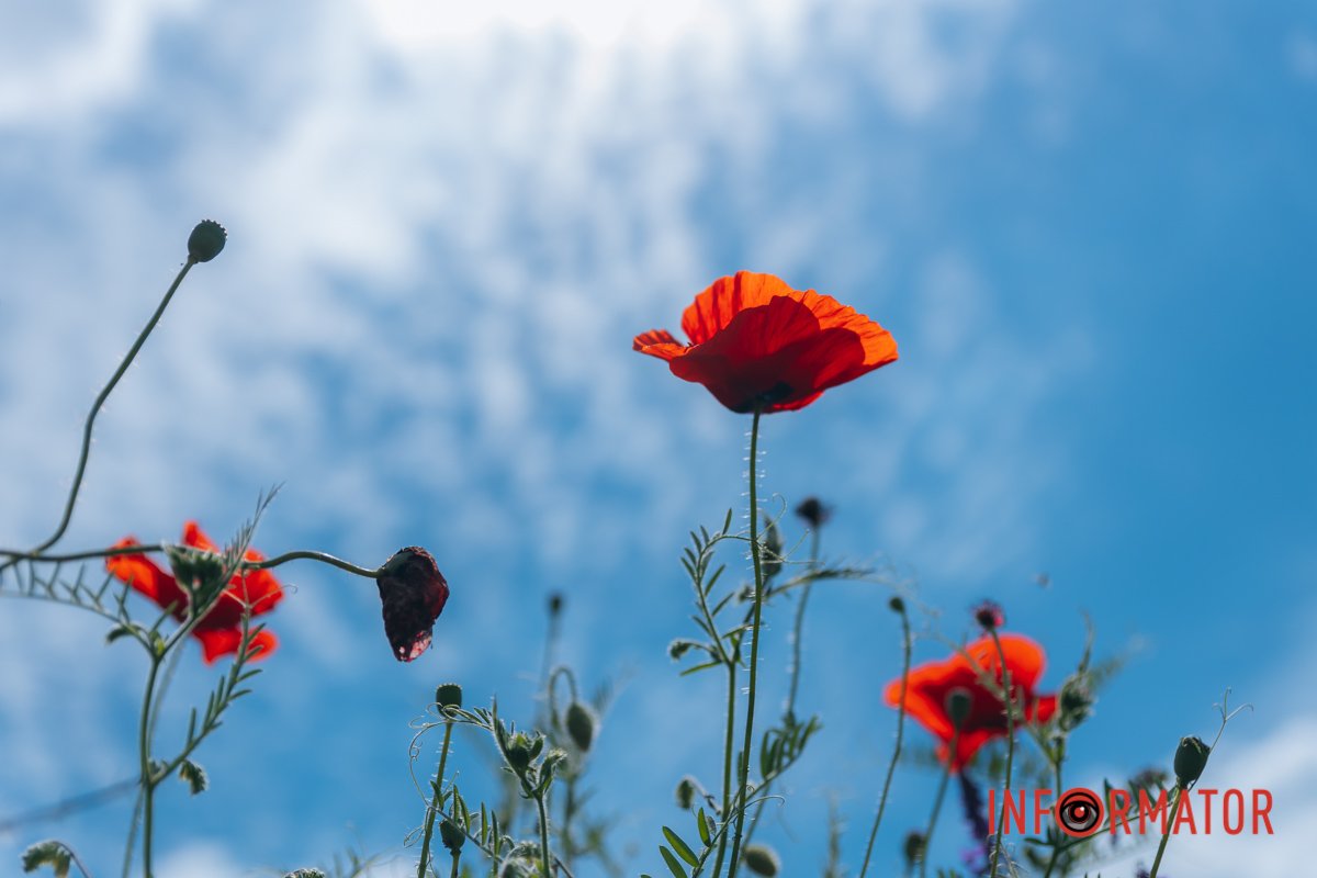 Сонечно світить просто так