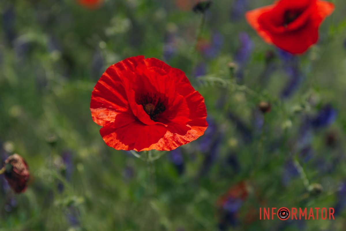 Пелюстки маку