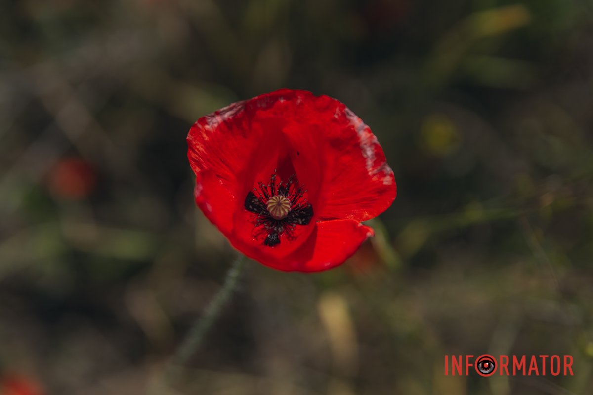 Розкрилася