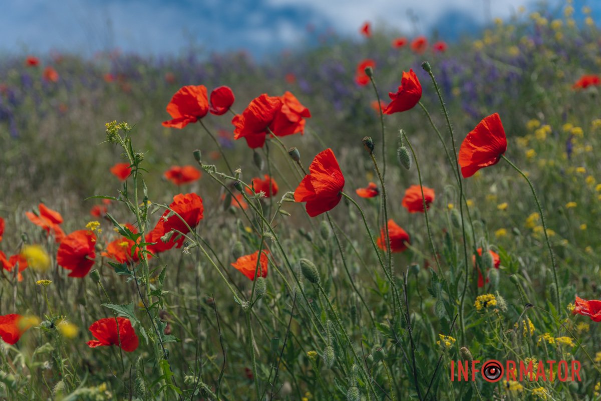 Вона знайшла своє відображення у багатьох давньогрецьких легендах