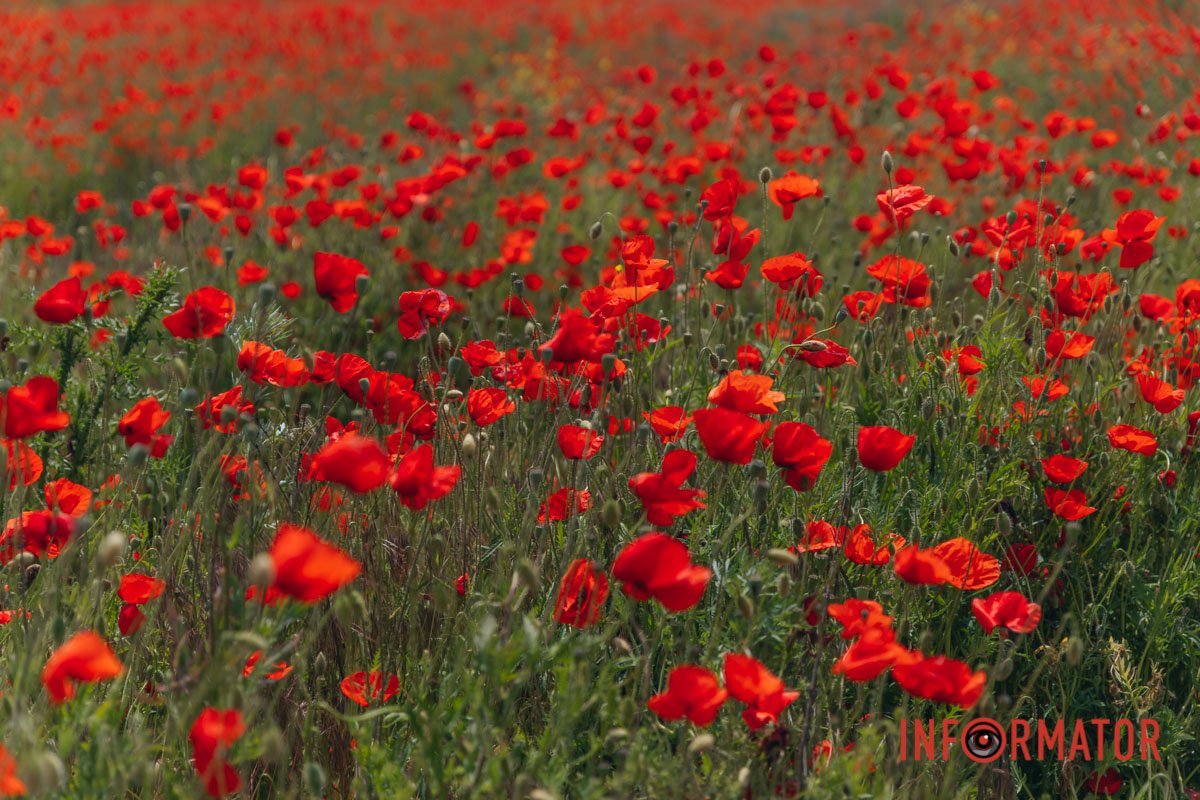 Насичені кольори