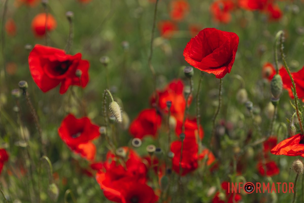 Червоне — то любов, а чорне — то журба