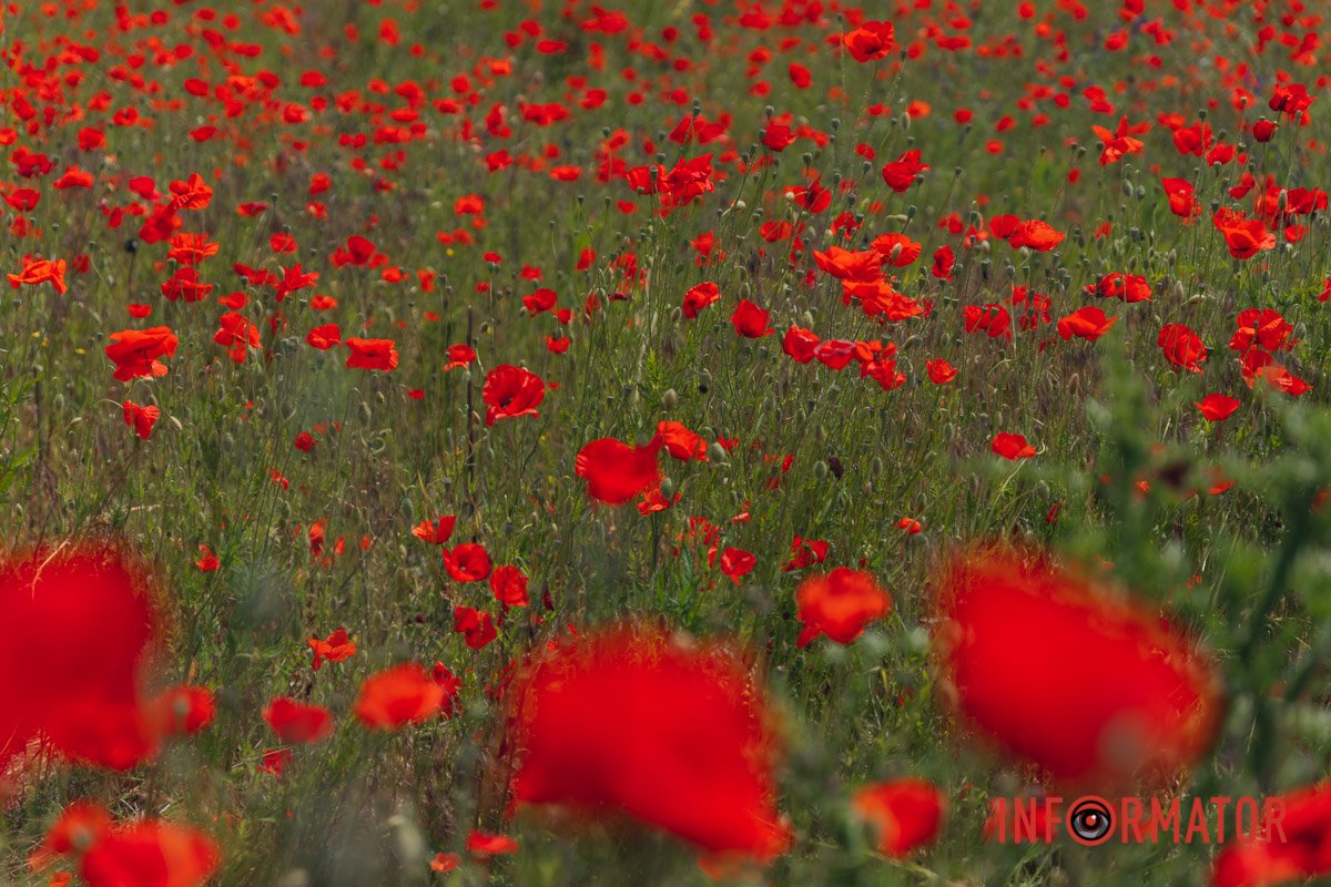 Адже означає красу, молодість та їхню скороминущість