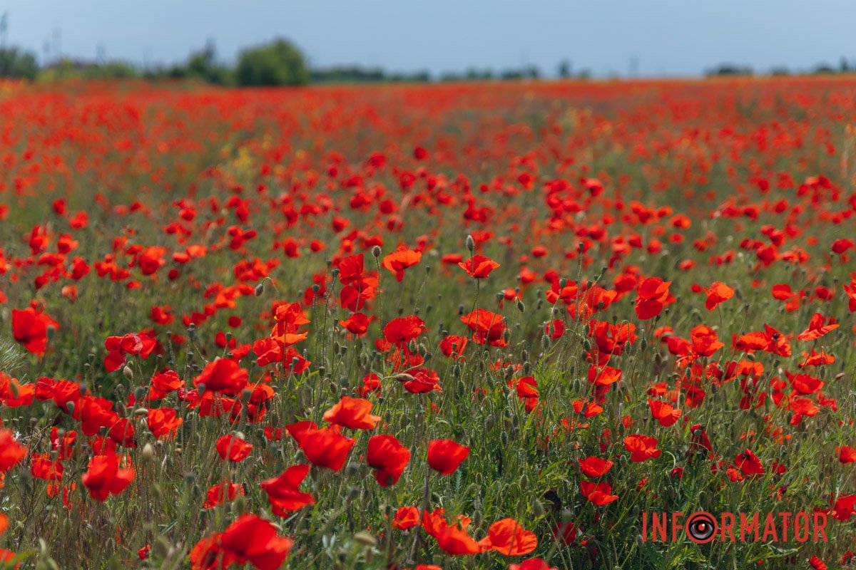 Червоний мак із давніх-давен є могутнім талісманом українського роду