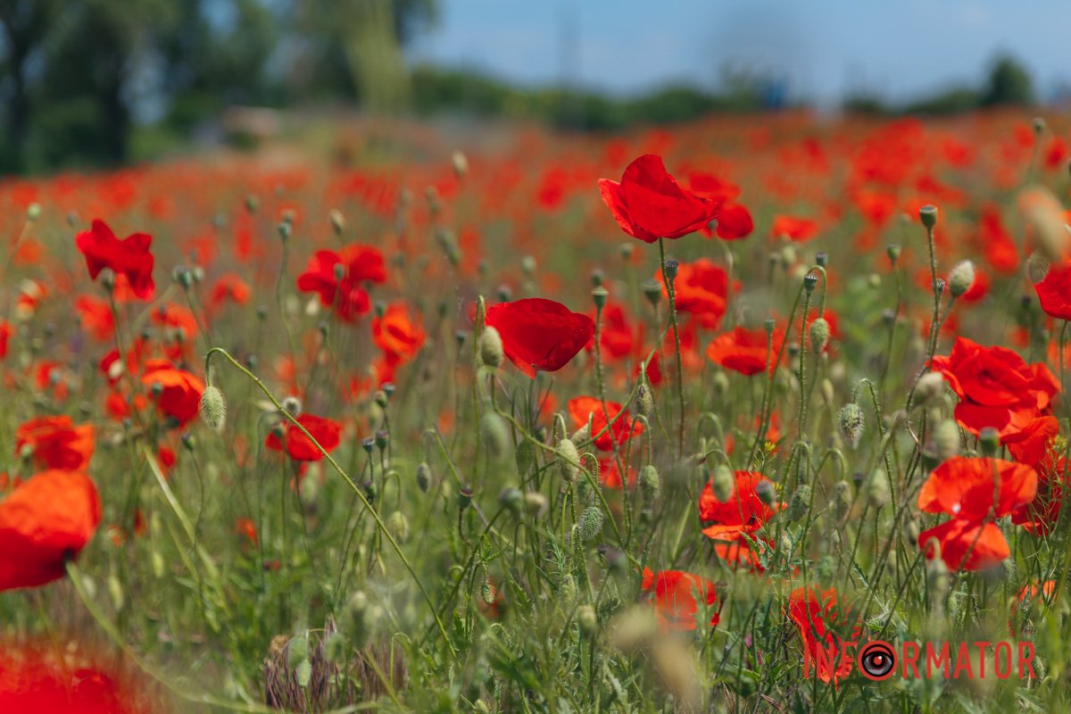 Пам'ятаємо про наших воїнів, які боронять українські міста