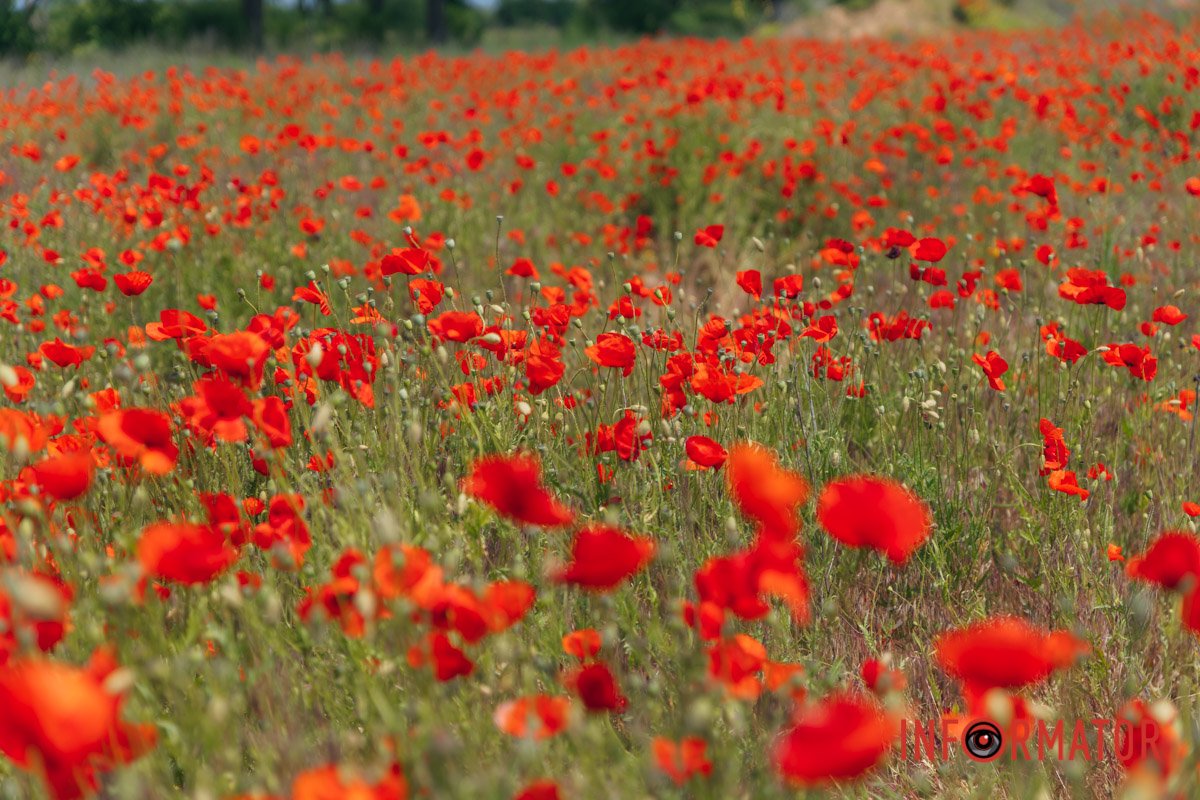 Дніпро квітуче