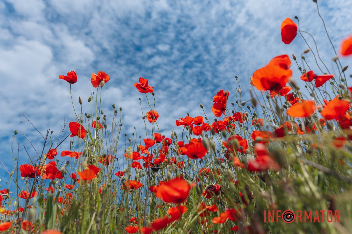 Яка природа дивовижна