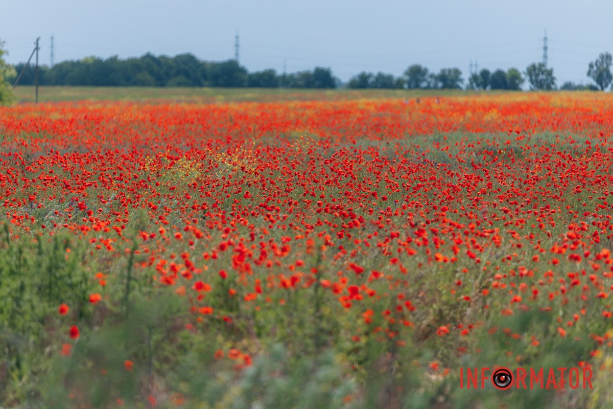 Ніби кінця їм немає 