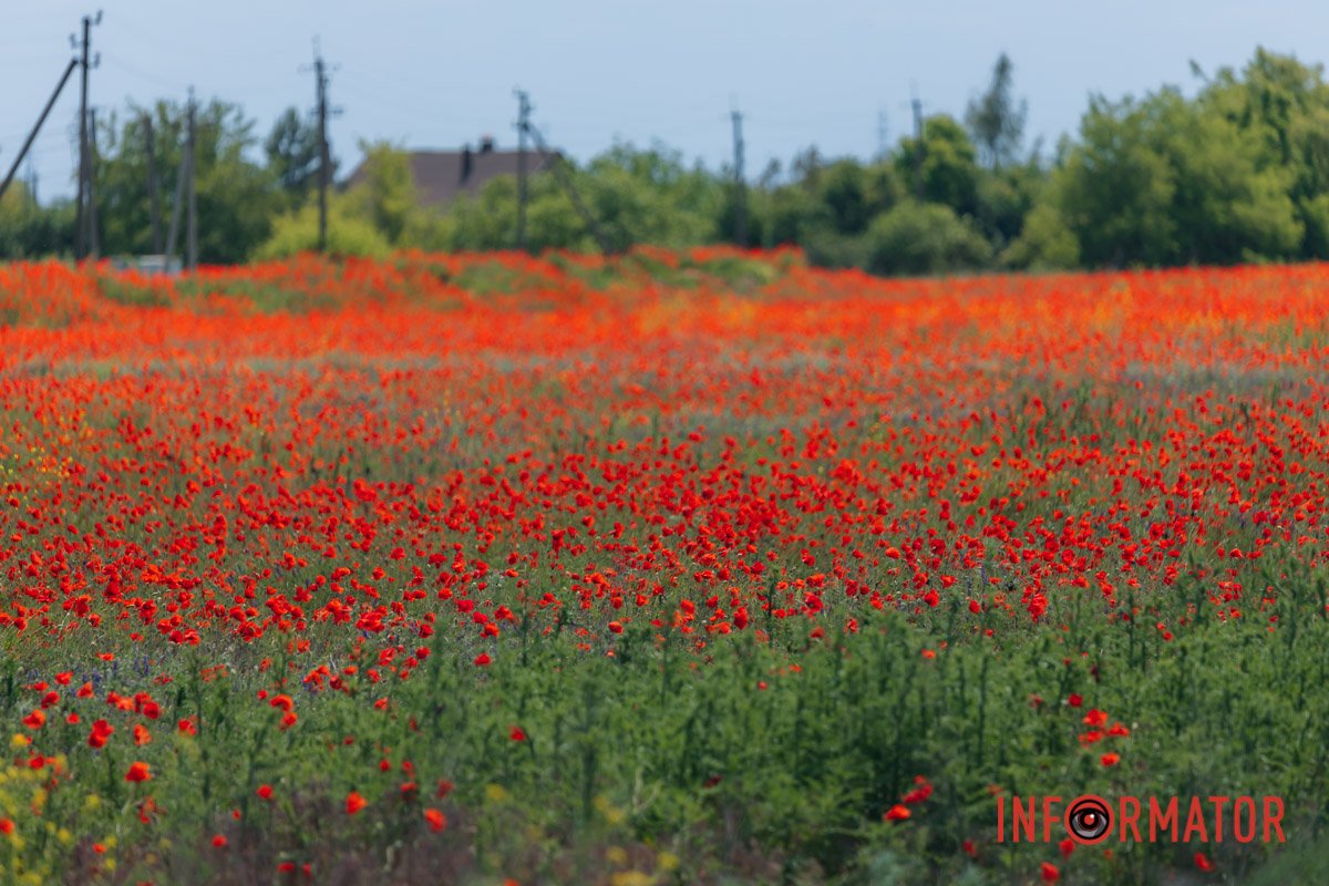 Самі не могли повірити, що знайшли таку красу