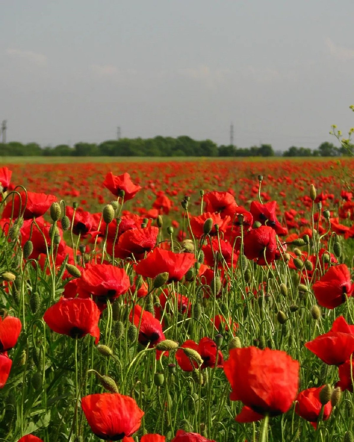 Фото: @_nature._.anna_ Фото: @_nature._.anna_