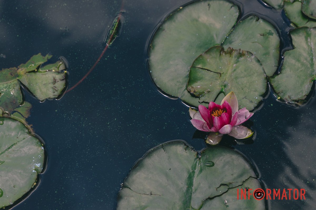 Окремі екземпляри водяної лілії живуть до 22 років