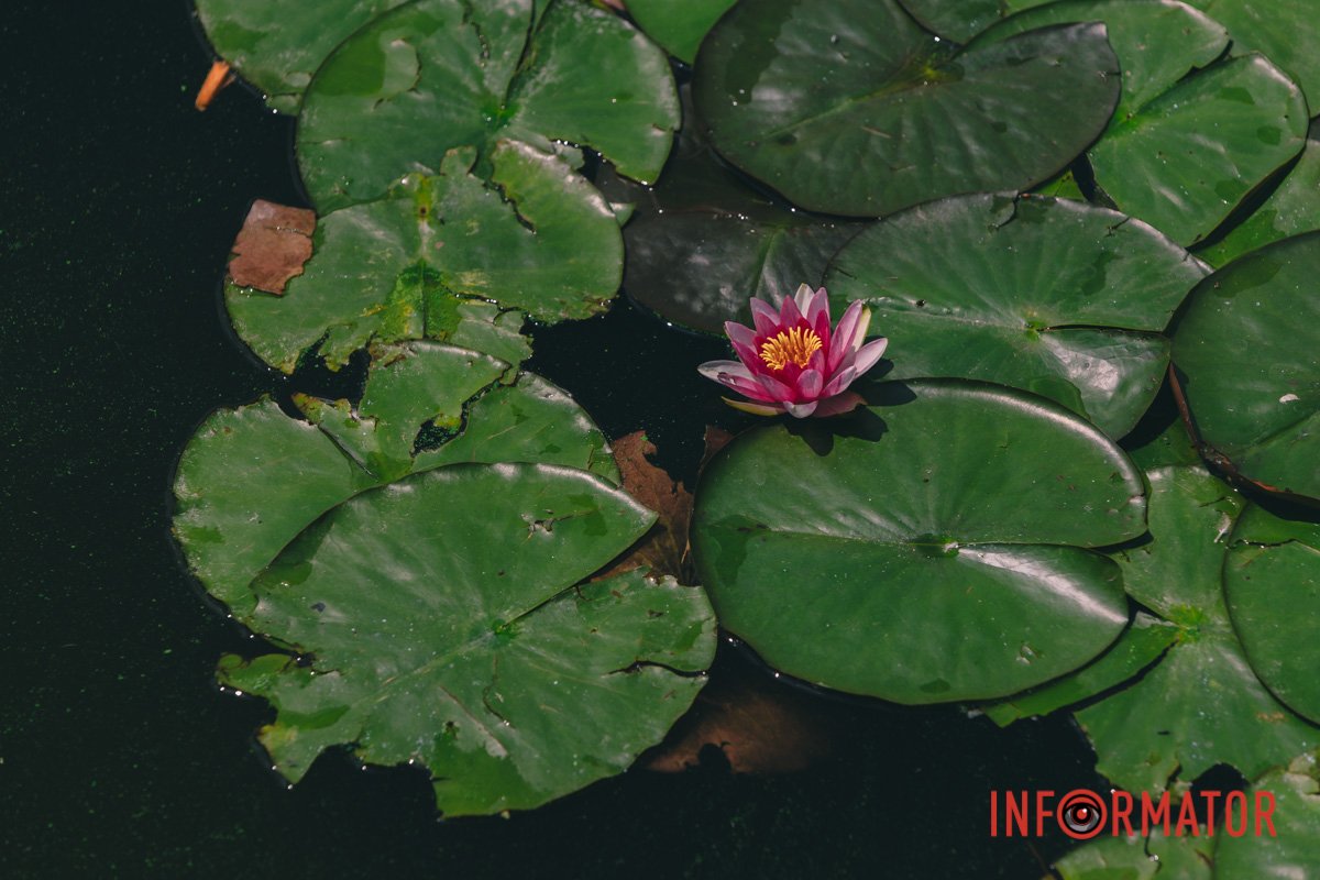 Цвіте у червні-серпні