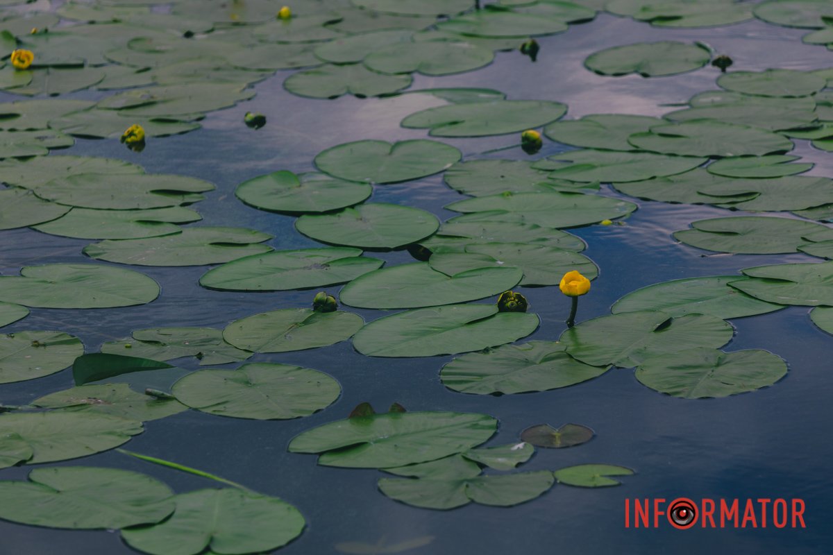 Єдина рослина, яка мільйони років без будь-яких морфологічних змін існує у флорі України