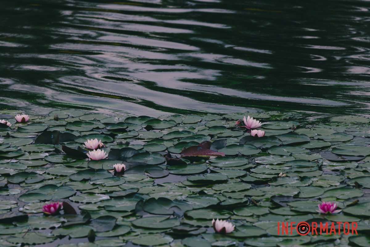 Росте в стоячих водоймах та водоймах з повільною течією