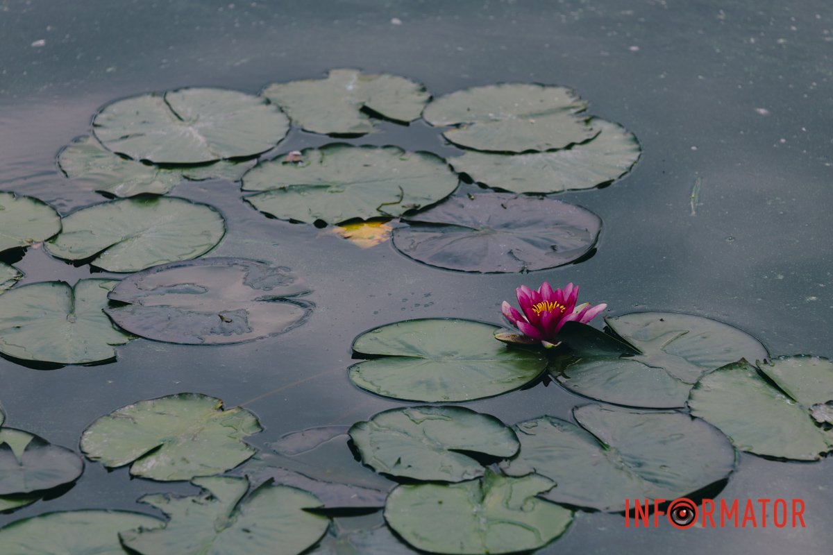 Тропікогенний рід лілей з'явився на земній кулі 70-80 мільйонів років тому