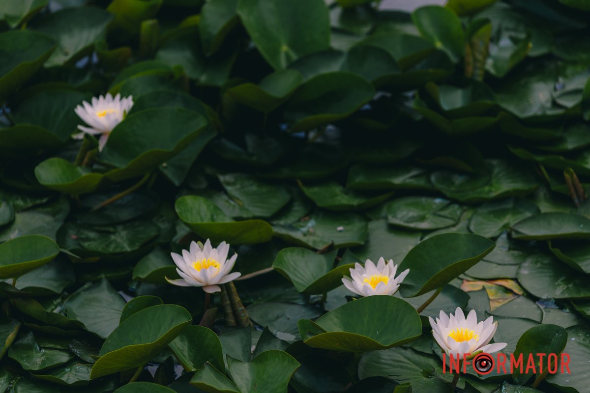 Після запилення квітка в'яне і виростає плід з чорним насінням