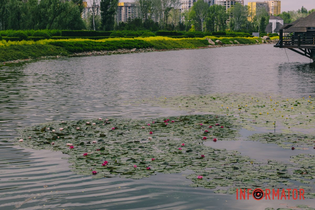 Назва роду походить від кельтського слова, що означає «білий» 