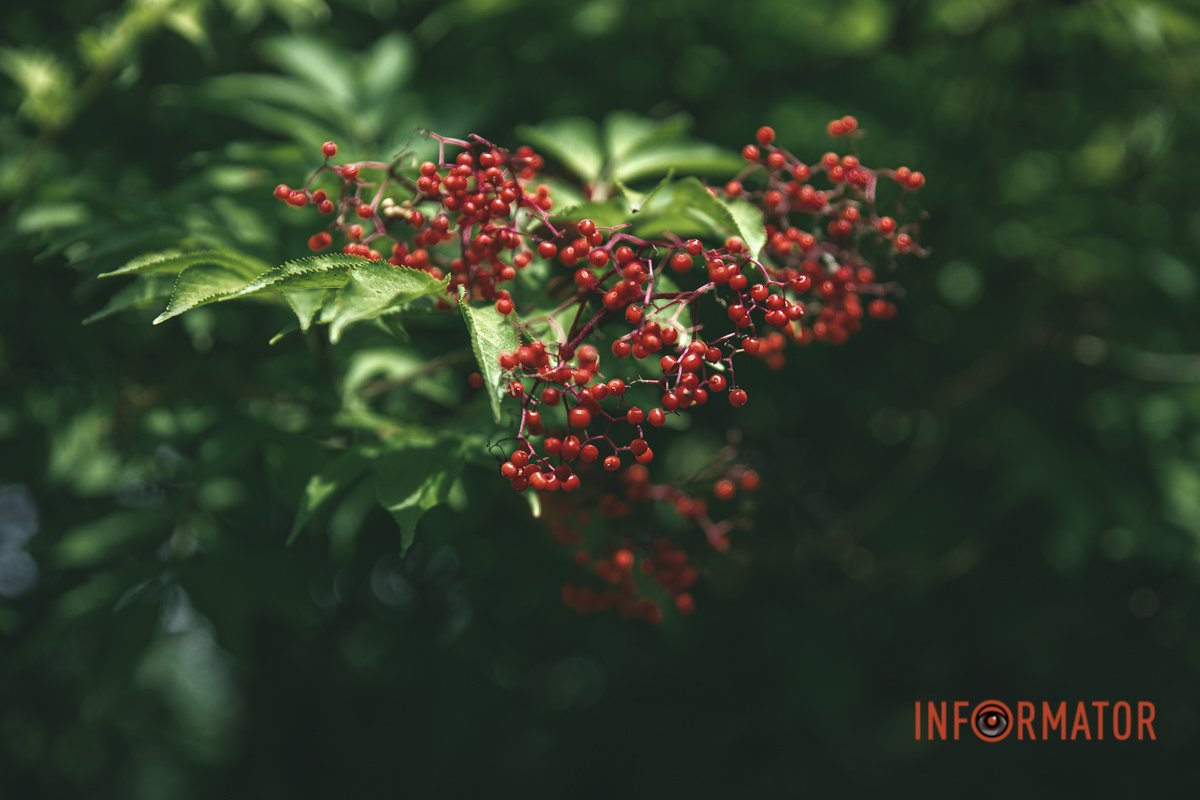 Тут можна гуляти годинами