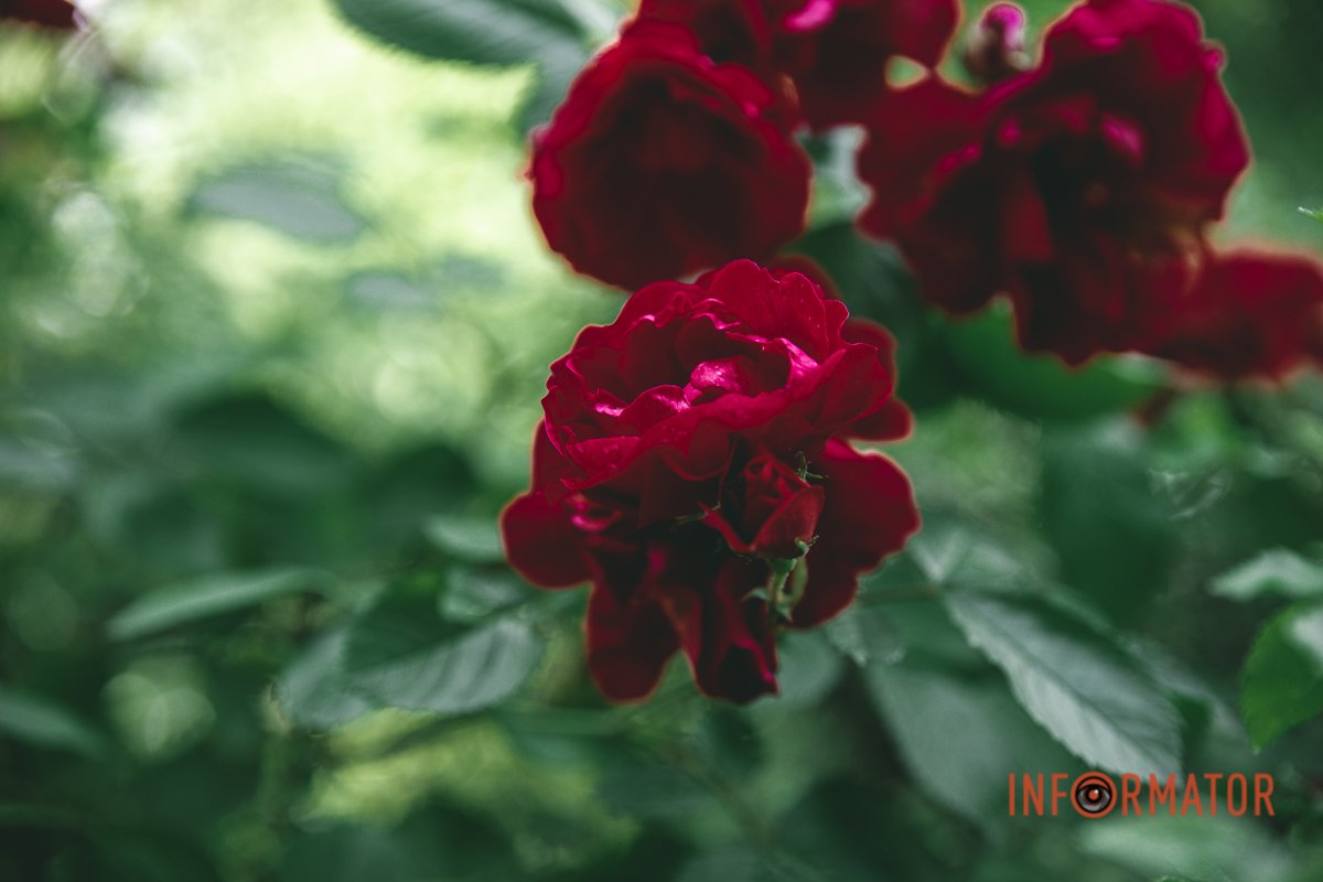 Насичений колір