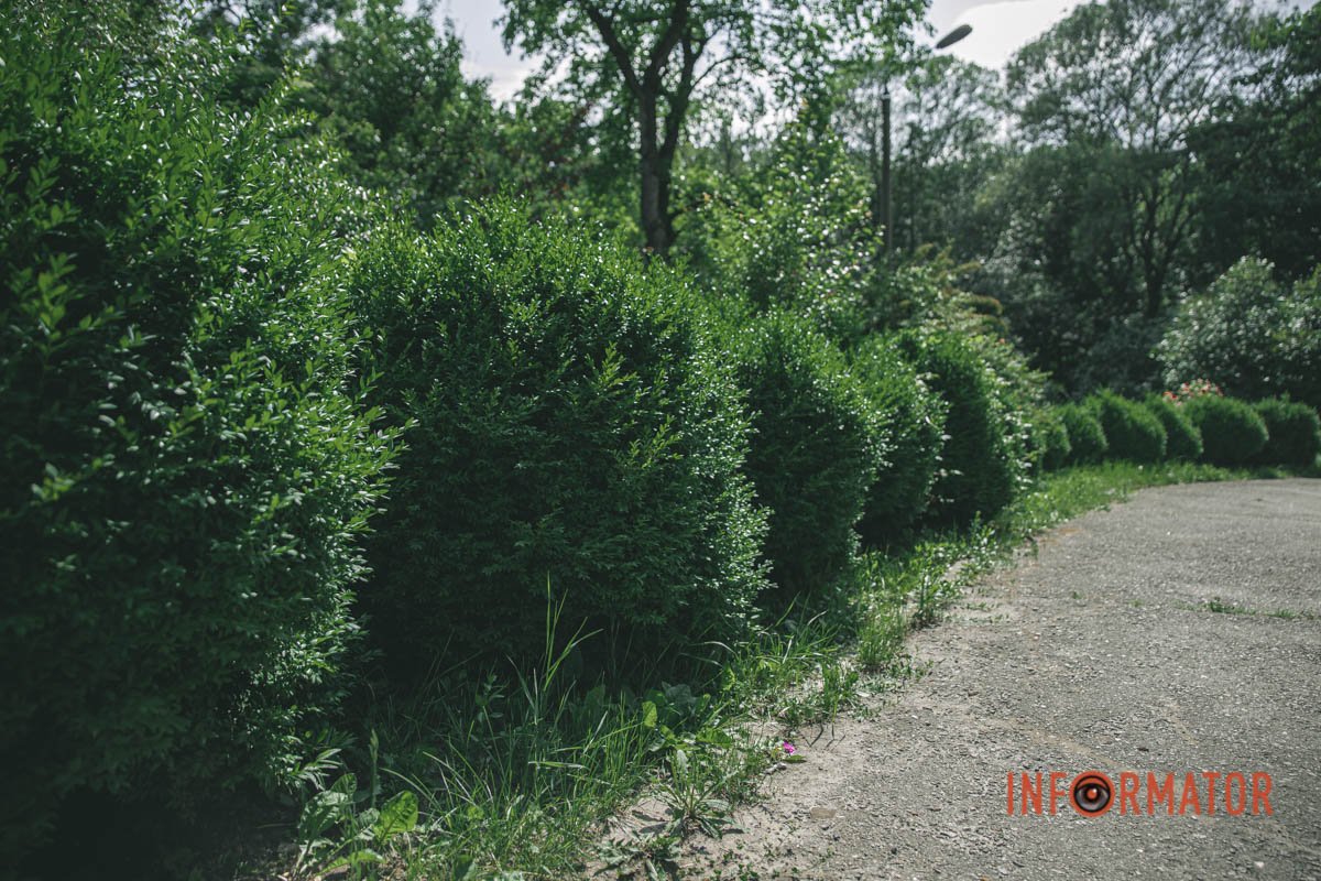 Хвойна алея