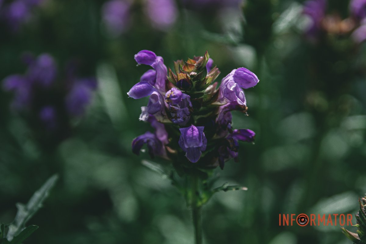 Макрозйомка