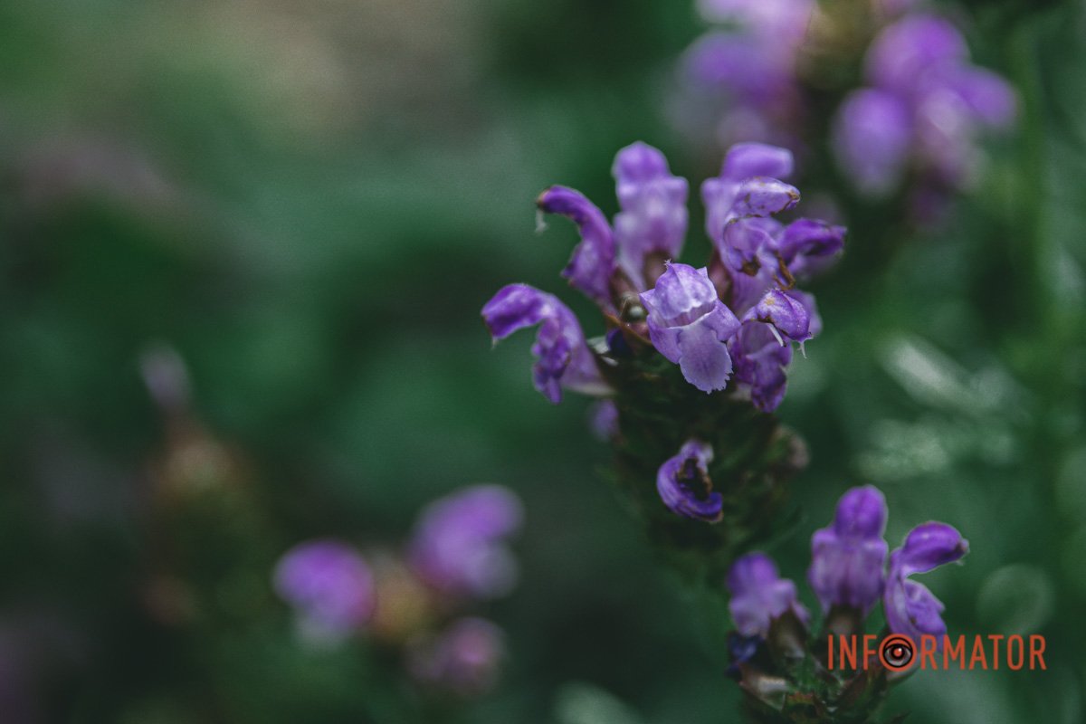 Бджілка працює