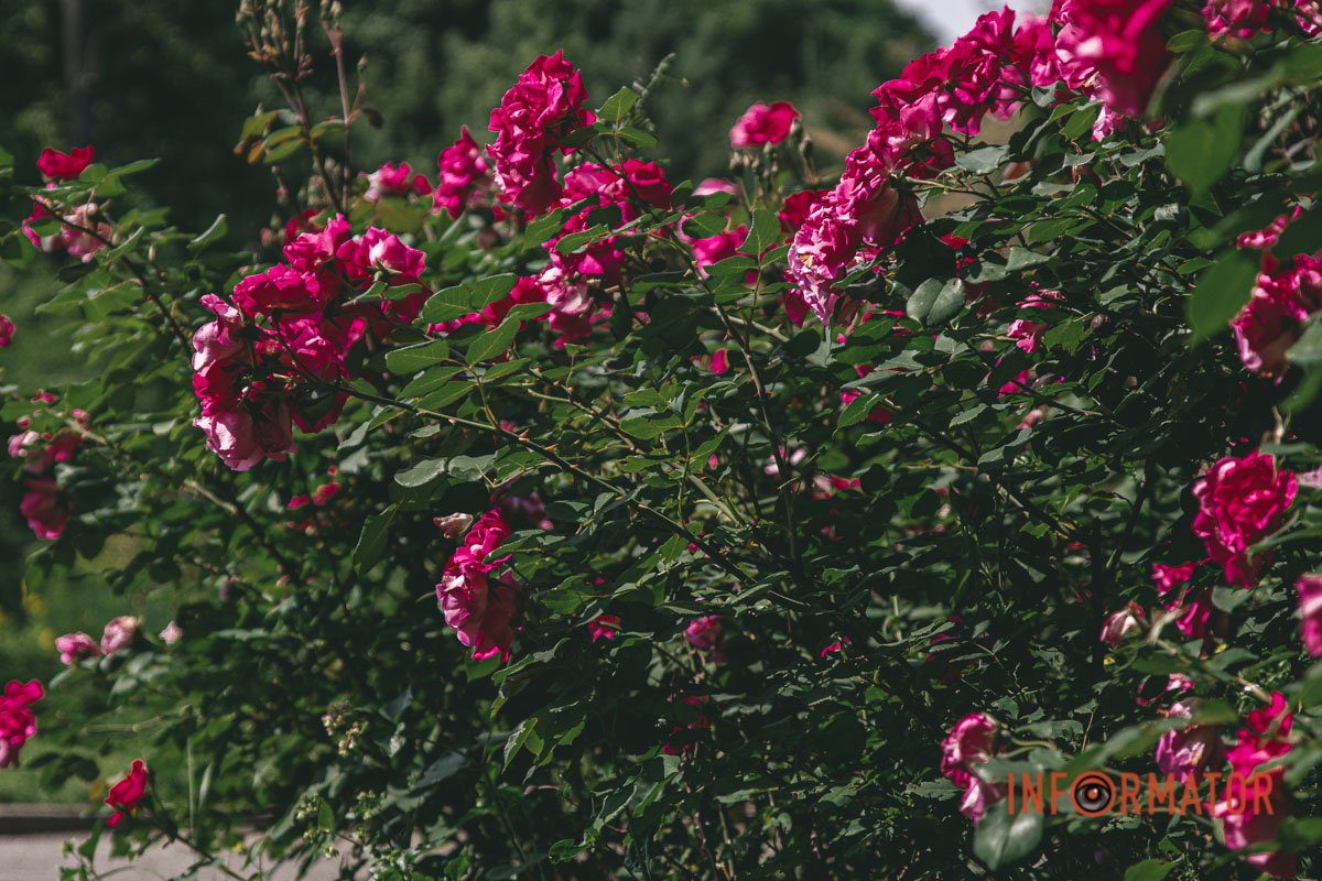 Квітуче місце