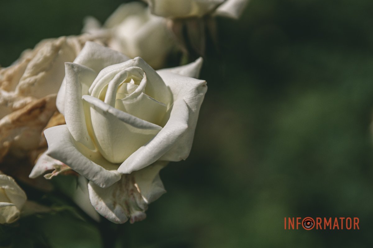 Дух захоплює