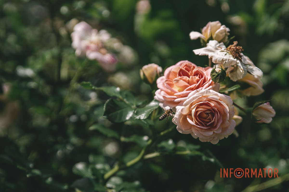 Можна годинами милуватись