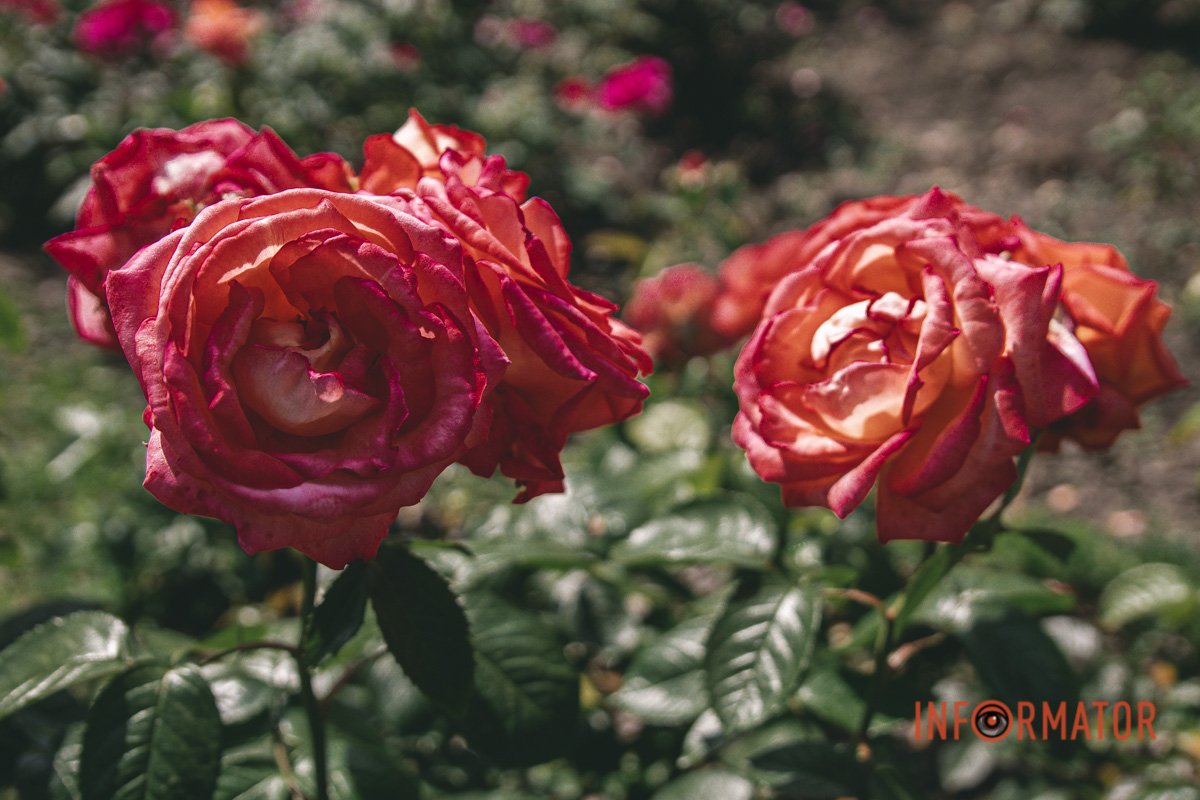 Особливі відчуття