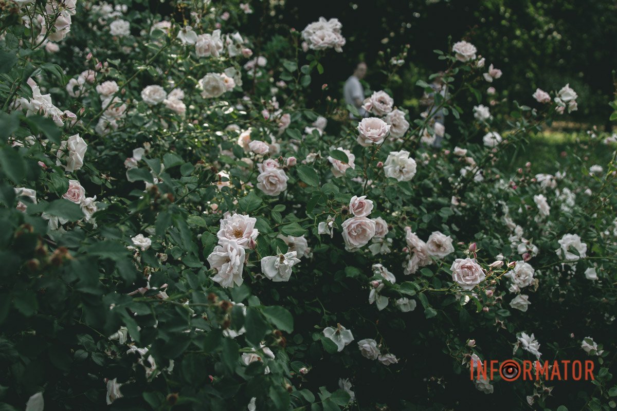 Різні квіти