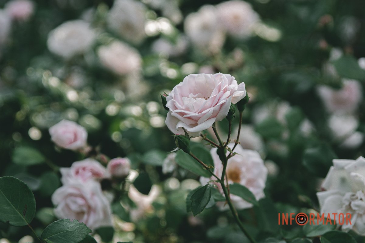 Неймовірний аромат