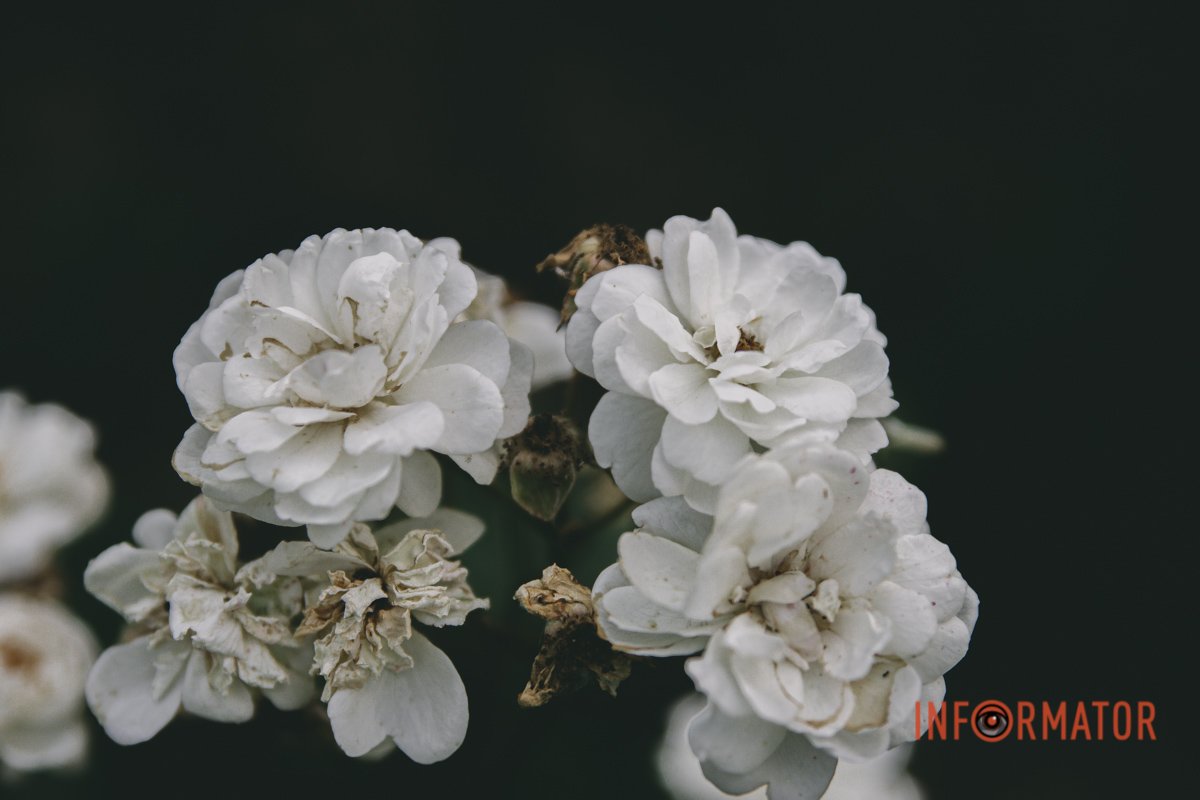 Різні кольори